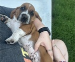 Puppy Reid Basset Hound