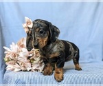 Small Photo #7 Dachshund Puppy For Sale in LEOLA, PA, USA