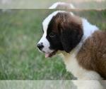 Small Photo #9 Saint Bernard Puppy For Sale in AVALON, MO, USA