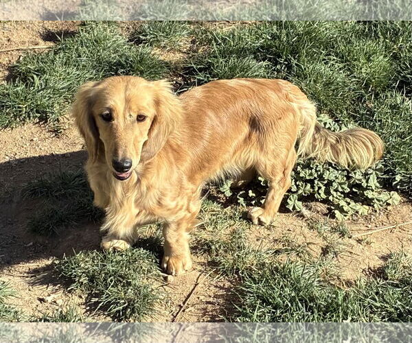 Medium Photo #2 Dachshund Puppy For Sale in Hesperia, CA, USA