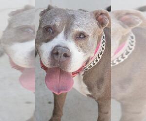 American Pit Bull Terrier Dogs for adoption in Tracy, CA, USA