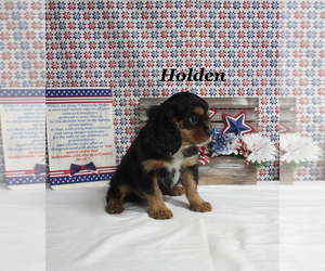 Cavalier King Charles Spaniel Puppy for sale in CHANUTE, KS, USA