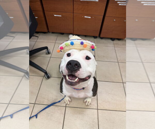 Medium Photo #1 Mutt Puppy For Sale in Virginia Beach, VA, USA