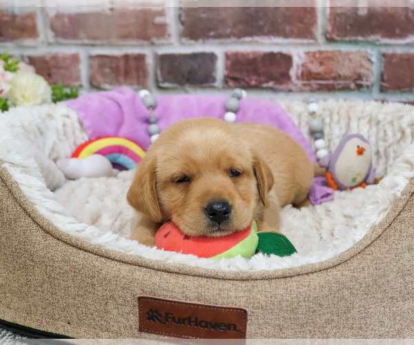 Medium Photo #14 Labrador Retriever Puppy For Sale in SYRACUSE, IN, USA
