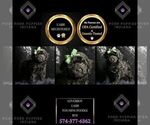 Small Photo #78 Poodle (Miniature) Puppy For Sale in WARSAW, IN, USA