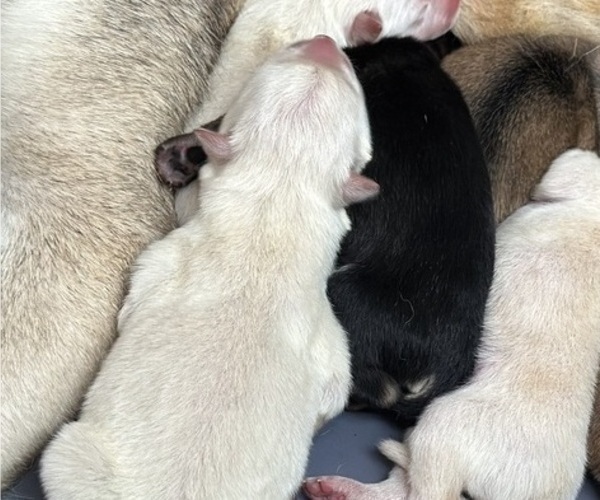 Medium Photo #6 German Shepherd Dog-Wolf Hybrid Mix Puppy For Sale in NEW BERN, NC, USA