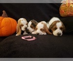 Small Photo #8 Basset Hound Puppy For Sale in CLAREMORE, OK, USA