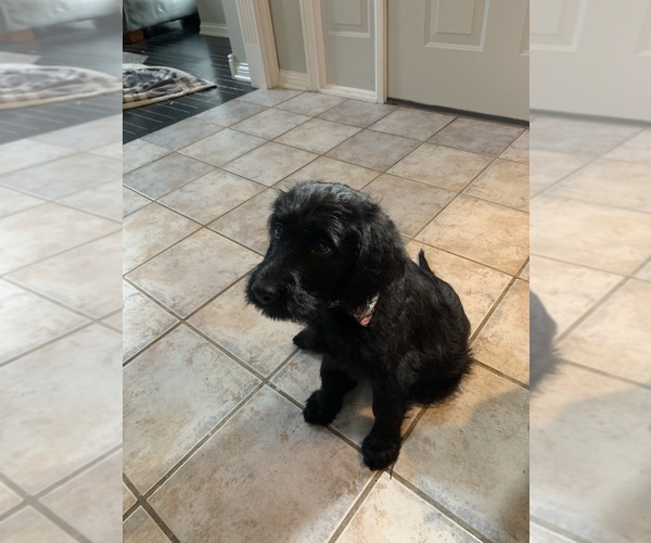Medium Photo #4 Labradoodle Puppy For Sale in LAFAYETTE, IN, USA
