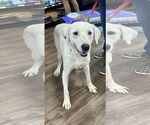 Small #9 Labrador Retriever Mix