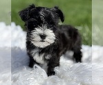 Small #1 Morkie