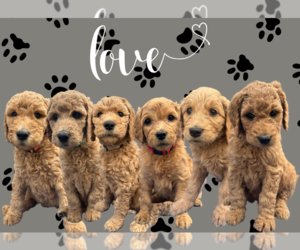 Goldendoodle Puppy for Sale in RIVERSIDE, California USA