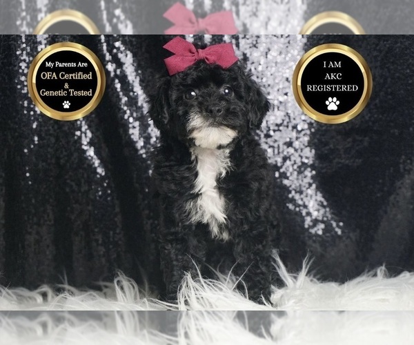 Medium Photo #6 Poodle (Toy) Puppy For Sale in WARSAW, IN, USA