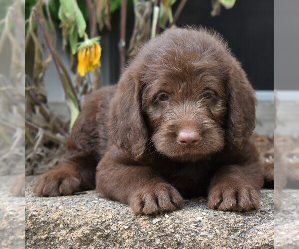 Medium Photo #4 Labradoodle Puppy For Sale in MILLERSTOWN, PA, USA