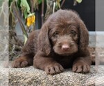 Small Photo #4 Labradoodle Puppy For Sale in MILLERSTOWN, PA, USA