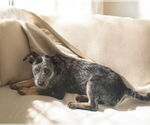 Small #1 Mutt