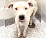 Small #1 Dogo Argentino Mix