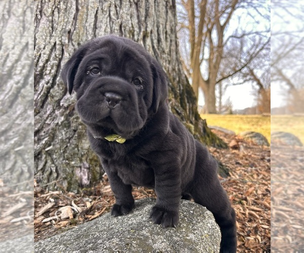 Medium Photo #2 Cocker-Pei Puppy For Sale in MIDDLEBURY, IN, USA