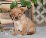 Puppy Jett Labrador Retriever