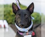 Small #3 German Shepherd Dog-Whippet Mix