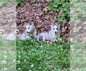 Siberian Husky-Wolf Hybrid Mix Puppy for sale in TAMPA, FL, USA
