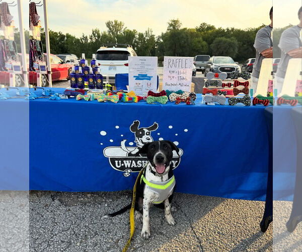 Medium Photo #7 German Shorthaired Pointer-Unknown Mix Puppy For Sale in Overland Park, KS, USA