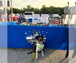 Small #6 German Shorthaired Pointer Mix