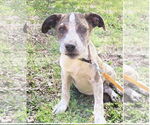 Small Catahoula Leopard Dog Mix