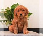 Small Photo #3 Golden Retriever Puppy For Sale in LITITZ, PA, USA