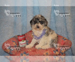 Small #13 Aussiedoodle-Poodle (Toy) Mix