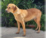 Small #2 Labrador Retriever Mix
