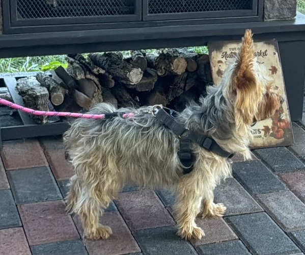 Medium Photo #2 Yorkshire Terrier Puppy For Sale in MANSFIELD, MO, USA
