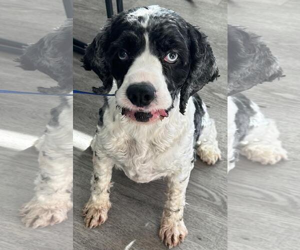 Medium Photo #12 Cocker Spaniel Puppy For Sale in Westminster, MD, USA