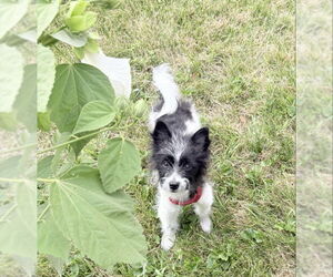 Pomeranian-Poodle (Toy) Mix Dogs for adoption in Wyoming, MI, USA