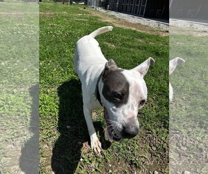 Rye - Male American Pit Bull Terrier-Unknown Mix Dog for Adoption - Photo #4