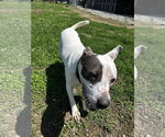 Small #3 American Pit Bull Terrier Mix
