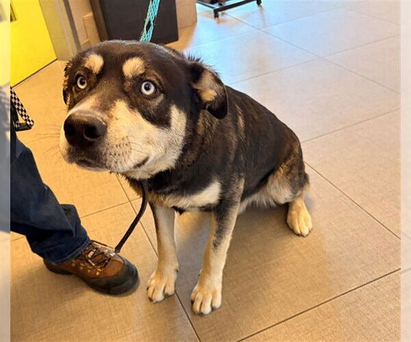 Medium Photo #1 Siberian Husky-Unknown Mix Puppy For Sale in Rancho Cucamonga, CA, USA