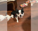 Oreo Cookie - Male Chihuahua-Unknown Mix Dog for Adoption - Small photo