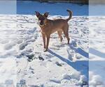 Small #2 German Shepherd Dog Mix
