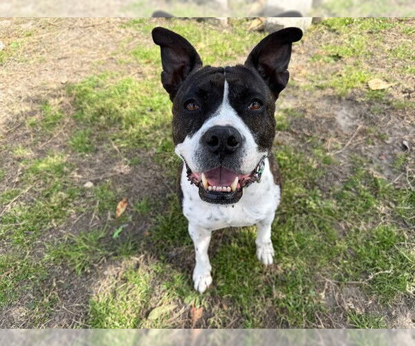 Medium Photo #2 Boxer-Unknown Mix Puppy For Sale in Ocala, FL, USA