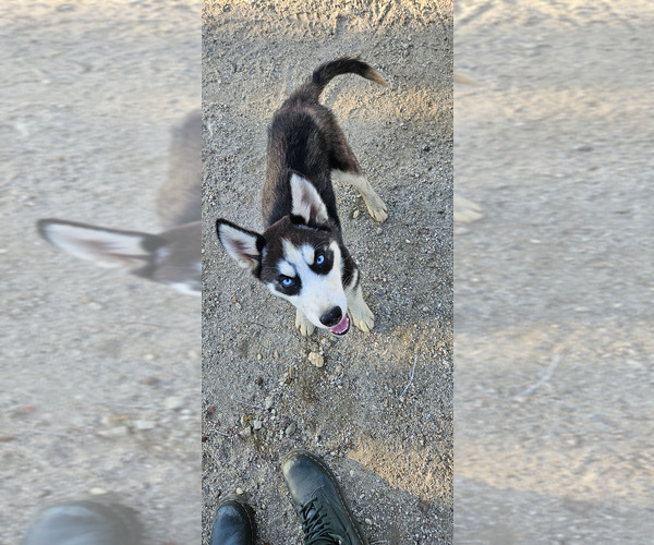 Medium Photo #1 Siberian Husky Puppy For Sale in PINON HILLS, CA, USA