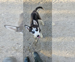 Small Photo #1 Siberian Husky Puppy For Sale in PINON HILLS, CA, USA
