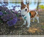 Small #2 Chi-Corgi