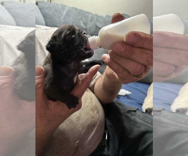 Medium Photo #2 Pug Puppy For Sale in SPRINGFIELD, IL, USA