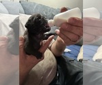 Small #1 Pug