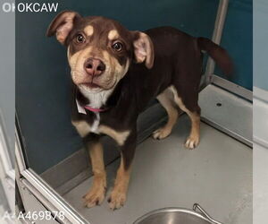 Mutt Dogs for adoption in Oklahoma City, OK, USA