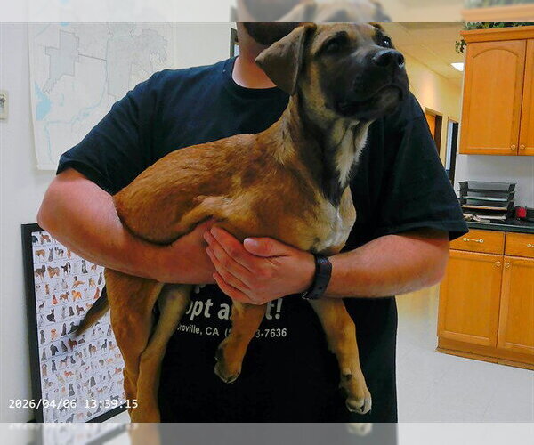 Medium Photo #1 German Shepherd Dog-Unknown Mix Puppy For Sale in Oroville, CA, USA