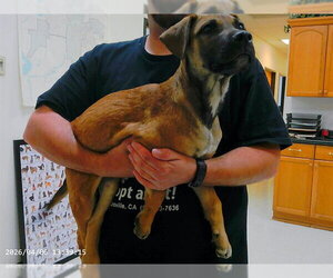 German Shepherd Dog-Unknown Mix Dogs for adoption in Oroville, CA, USA