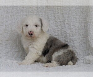 Old English Sheepdog-Poodle (Miniature) Mix Puppy for sale in FREDERICKSBG, OH, USA