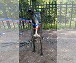 Small #1 Greyhound