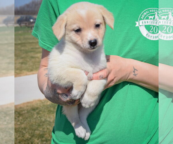 Medium Photo #2 Chihuahua-Unknown Mix Puppy For Sale in Huntley, IL, USA